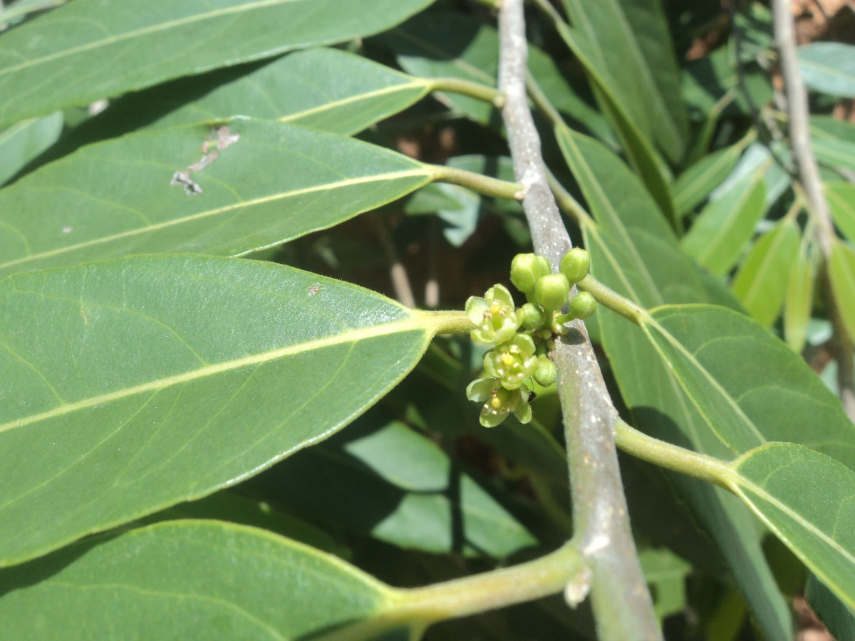 Casearia tomentosa subsp. reducta Verdc.